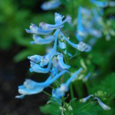 yan hu suo tincture Apotheka Herbal