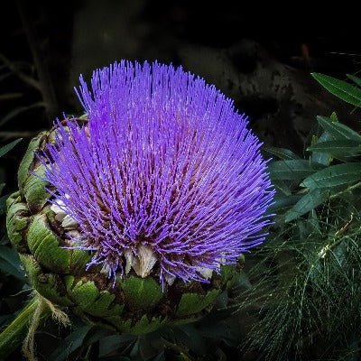 globe artichoke tincture Apotheka Herbal