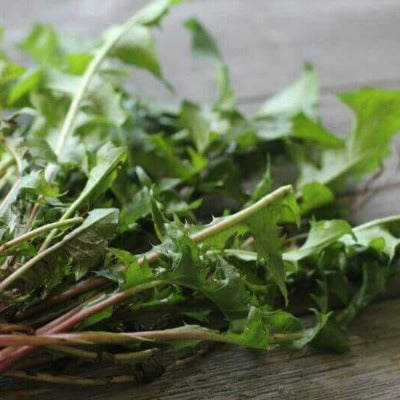 dandelion leaf tincture Apotheka Herbal