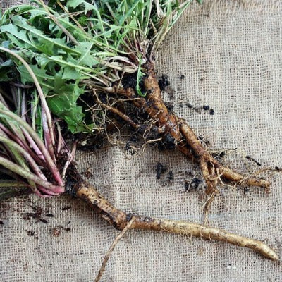 dandelion root tincture