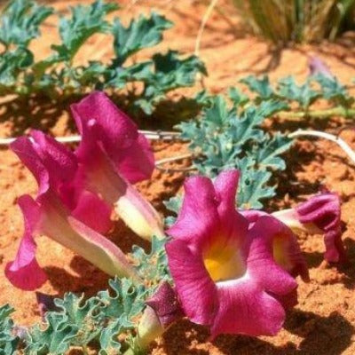 devil claw tincture Apotheka Herbal