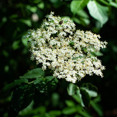 elderflower tincture Apotheka Herbal