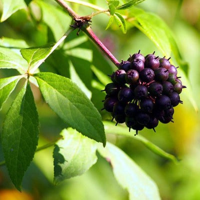 siberian ginseng tincture Apotheka Herbal