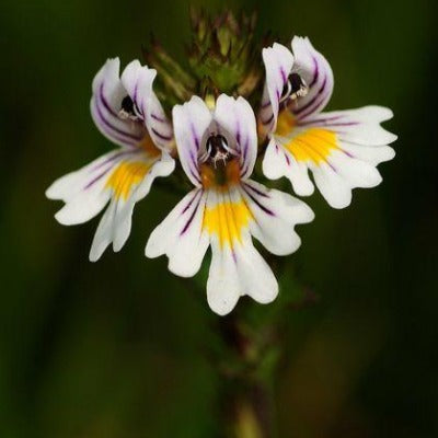 eyebright tincture Apotheka Herbal