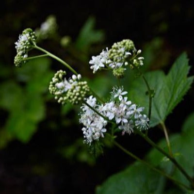 meadowsweet tincture Apotheka Herbal