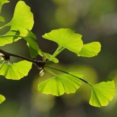 ginkgo tincture