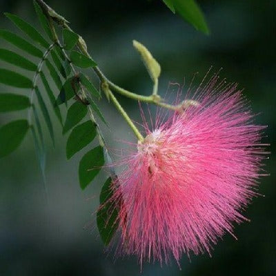 tree of collective happiness tincture Apotheka Herbal