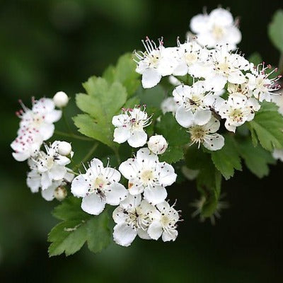 hawthorn flower tincture