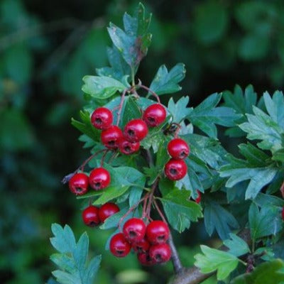 hawthorn berry tincture