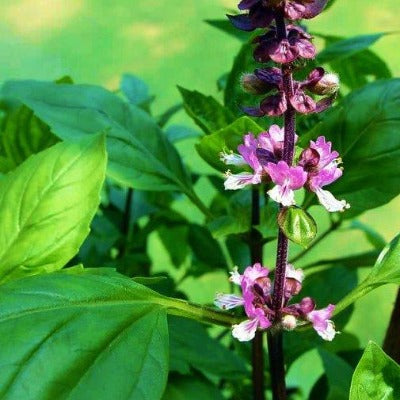 holy basil tincture