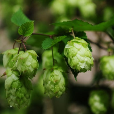 hops tincture