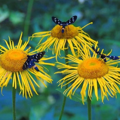 elacampane tincture Apotheka Herbal