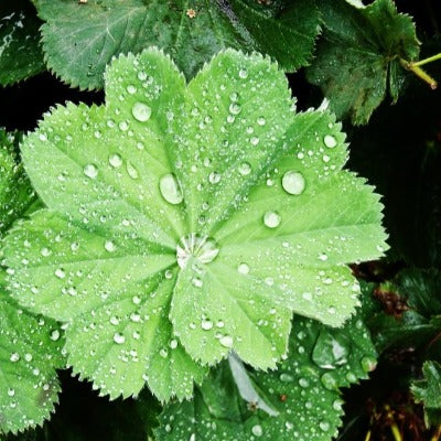 lady mantle tincture