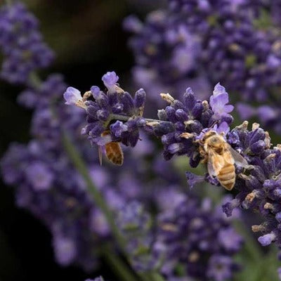 lavender tincture