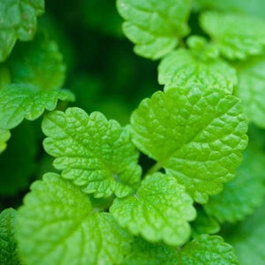 Lemon balm plant (Melissa officinalis) used for Apotheka Herbal lemon balm tincture