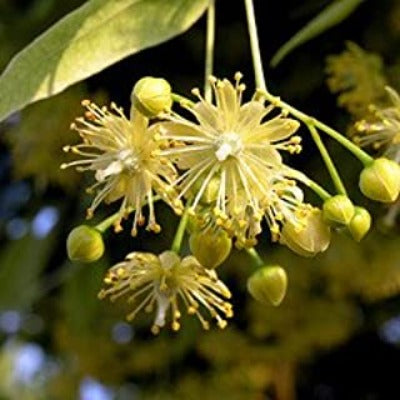 linden tincture Apotheka Herbal