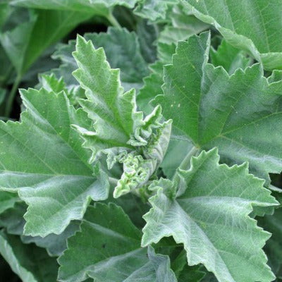 marshmallow leaf tincture Apotheka Herbal