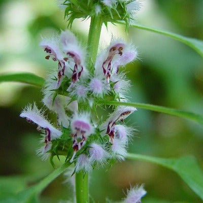 motherwort tincture Apotheka Herbal