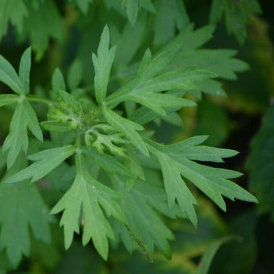 mugwort tincture