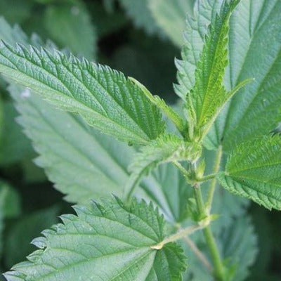 Nettle plant (Urtica dioica) used for Apotheka Herbal nettle leaf tincture Apotheka Herbal
