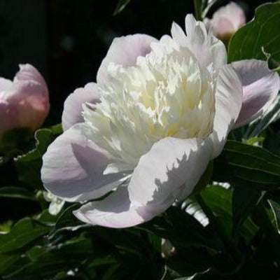 white peony tincture Apotheka Herbal