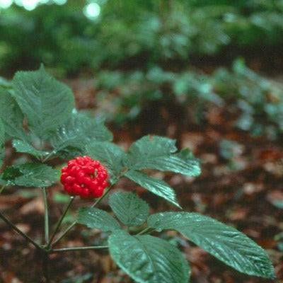 ginseng tincture Apotheka Herbal