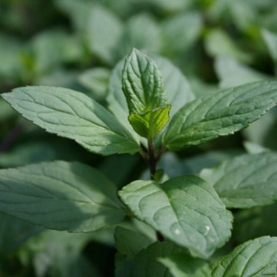 peppermint tincture