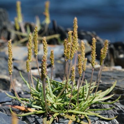 plantain tincture Apotheka Herbal