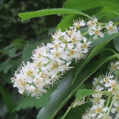 wild cherry bark tincture