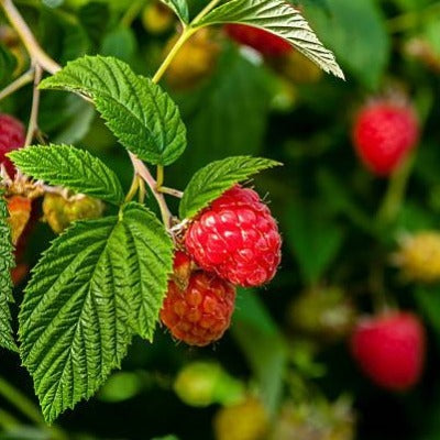 raspberry leaf tincture