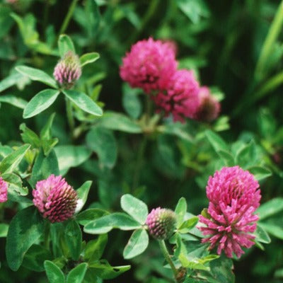 Red clover plant (Trifolium pratense) used for Apotheka Herbal red clover tincture Apotheka Herbal