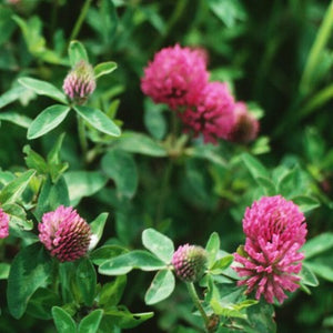Red clover plant (Trifolium pratense) used for Apotheka Herbal red clover tincture