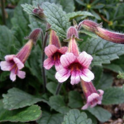 rehmannia tincture Apotheka Herbal