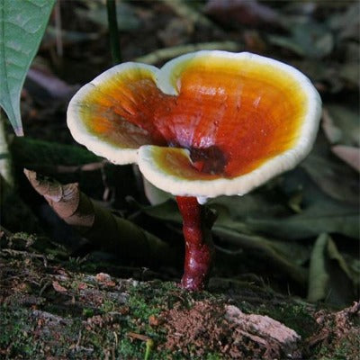 reishi tincture Apotheka Herbal