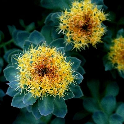 rhodiola tincture 