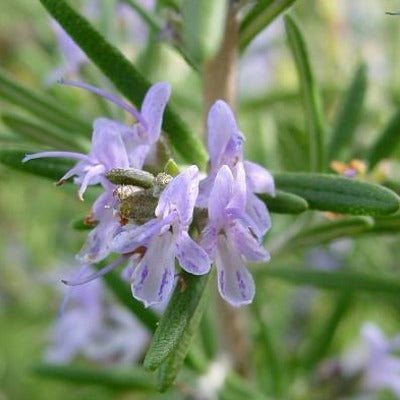 rosemary tincture Apotheka Herbal