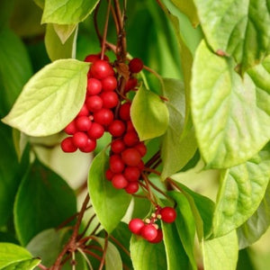 chisandra vine (Schisandra chinensis) used for Apotheka Herbal schisandra tincture