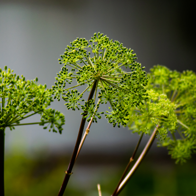 angelica tincture Apotheka Herbal
