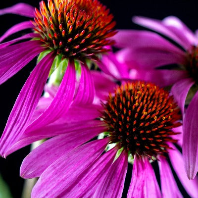 coneflower blend tincture