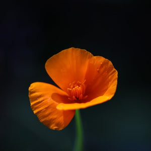 california poppy tincture