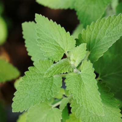 catnip tincture Apotheka Herbal