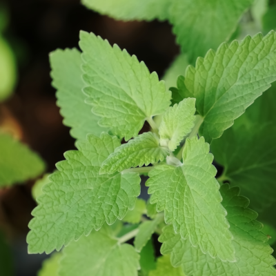 catnip tincture