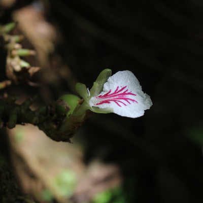 cardamom tincture Apotheka Herbal