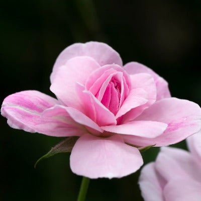 rose tincture Apotheka Herbal