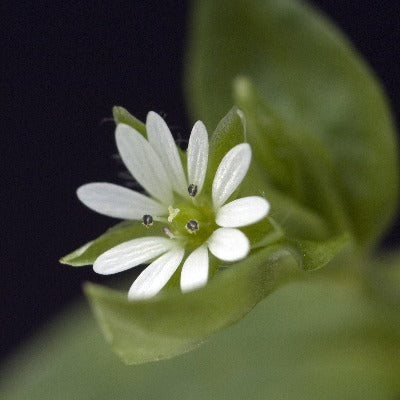 chickweed tincture