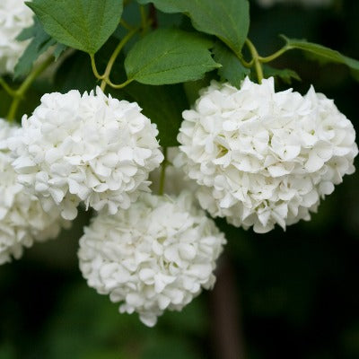 cramp bark tincture Apotheka Herbal