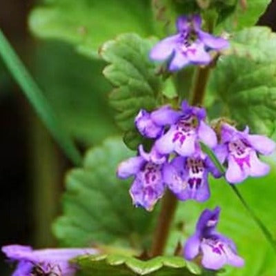 skullcap tincture Apotheka Herbal