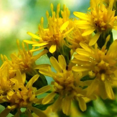 goldenrod tincture Apotheka Herbal