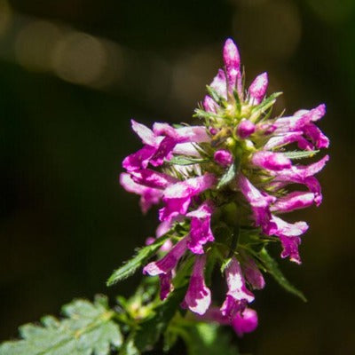 wood betony tincture Apotheka Herbal