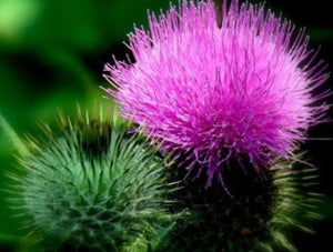 Milk thistle plant (Silybum marianum) used for Apotheka Herbal milk thistle tincture